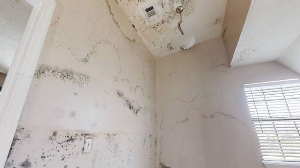 Professional Mold Removal in Laurel Lake, NJ