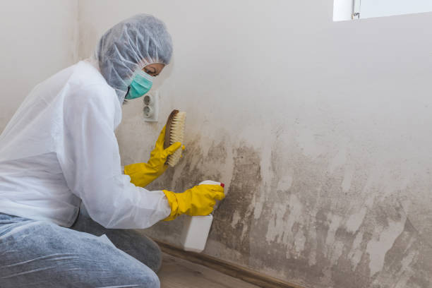 Best Mold Removal for HVAC Installations  in Laurel Lake, NJ