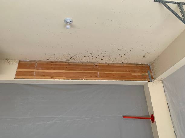 Best Forensic Mold Investigation  in Laurel Lake, NJ