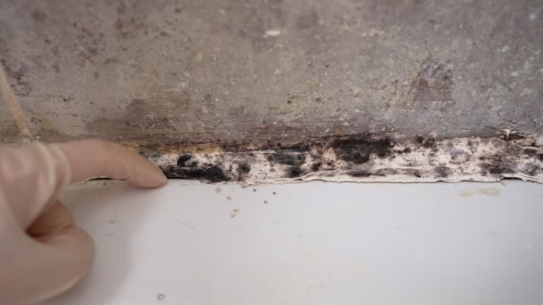 Best Commercial Mold Inspection  in Laurel Lake, NJ